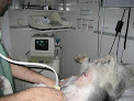 Negocio Centro Veterinario La Latina. Dr Gonzalo Espada López